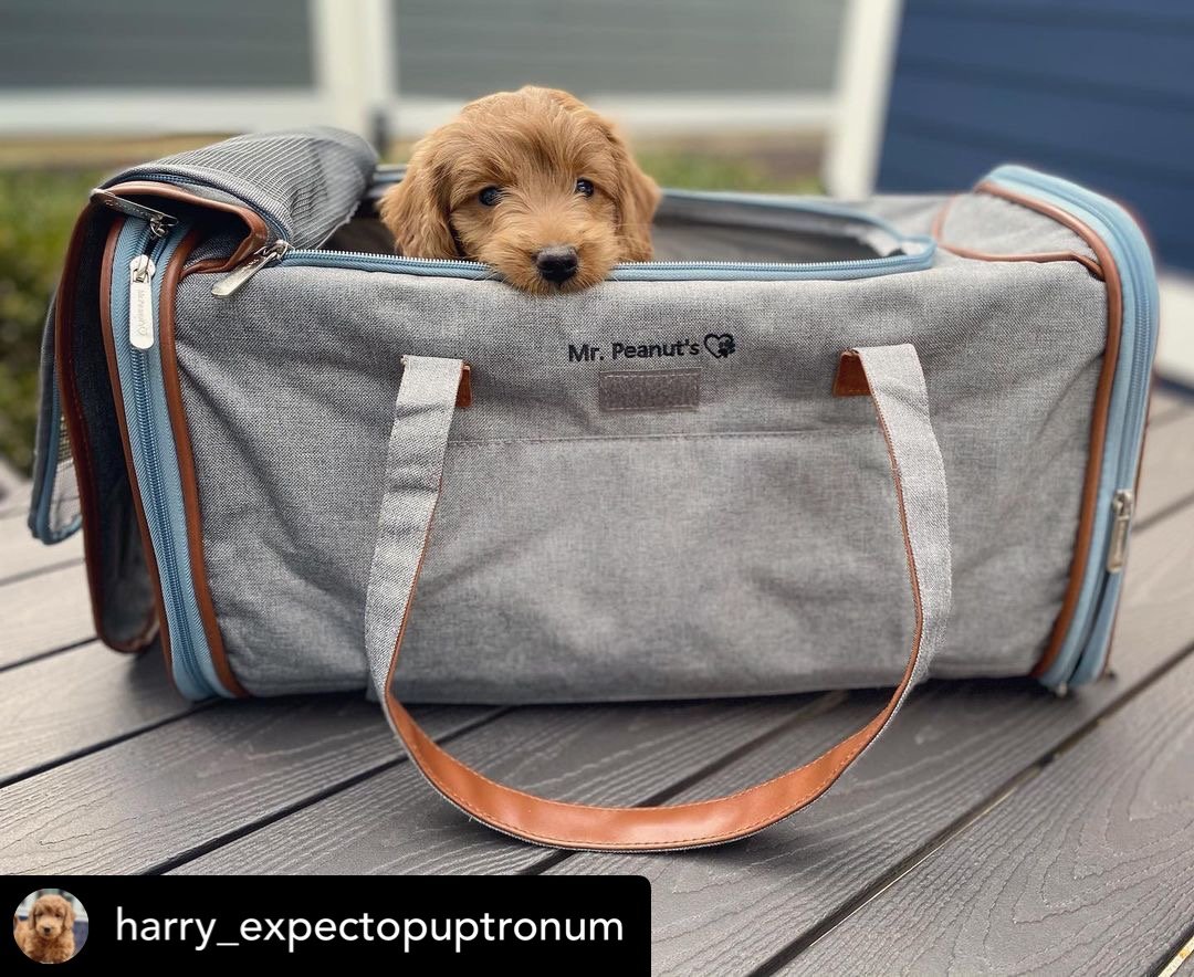 Mr. Peanut's Gold Series Big Apple XL Expandable Pet Carrier V3.0 - BIG FRENCHIES