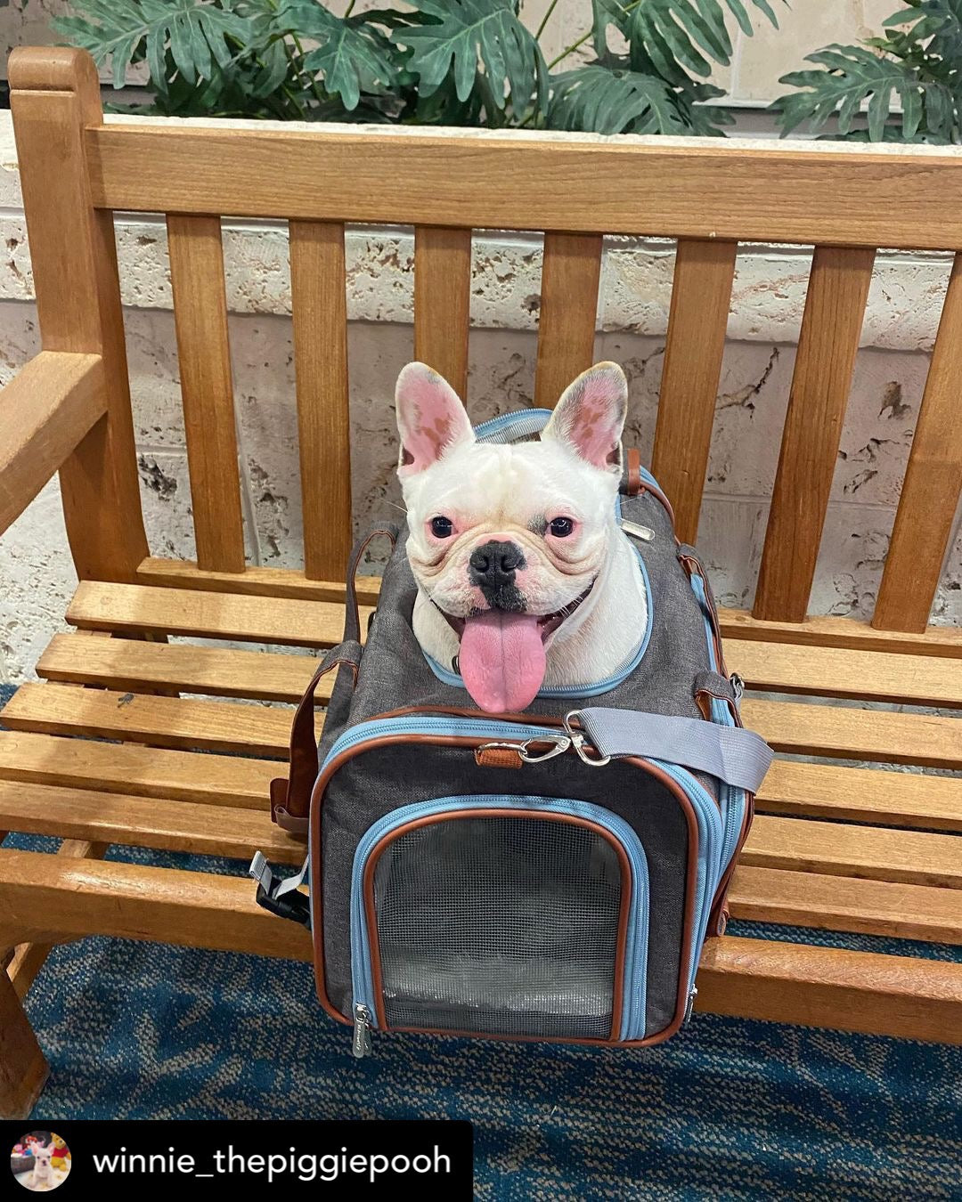 Mr. Peanut's Gold Series Big Apple XL Size Double Expandable Pet Carrier - BIG FRENCHIES