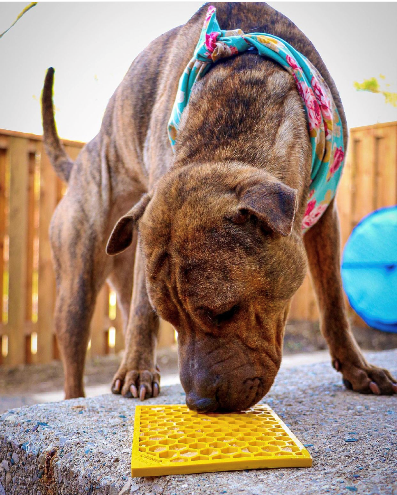 Honeycomb eMat - Enrichment Lick Mat for Dogs and Cats | eMat Enrichment Toy for Anxiety Relief | SodaPup - BIG FRENCHIES