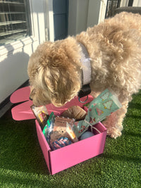 Pawliday Box (SOLD OUT)