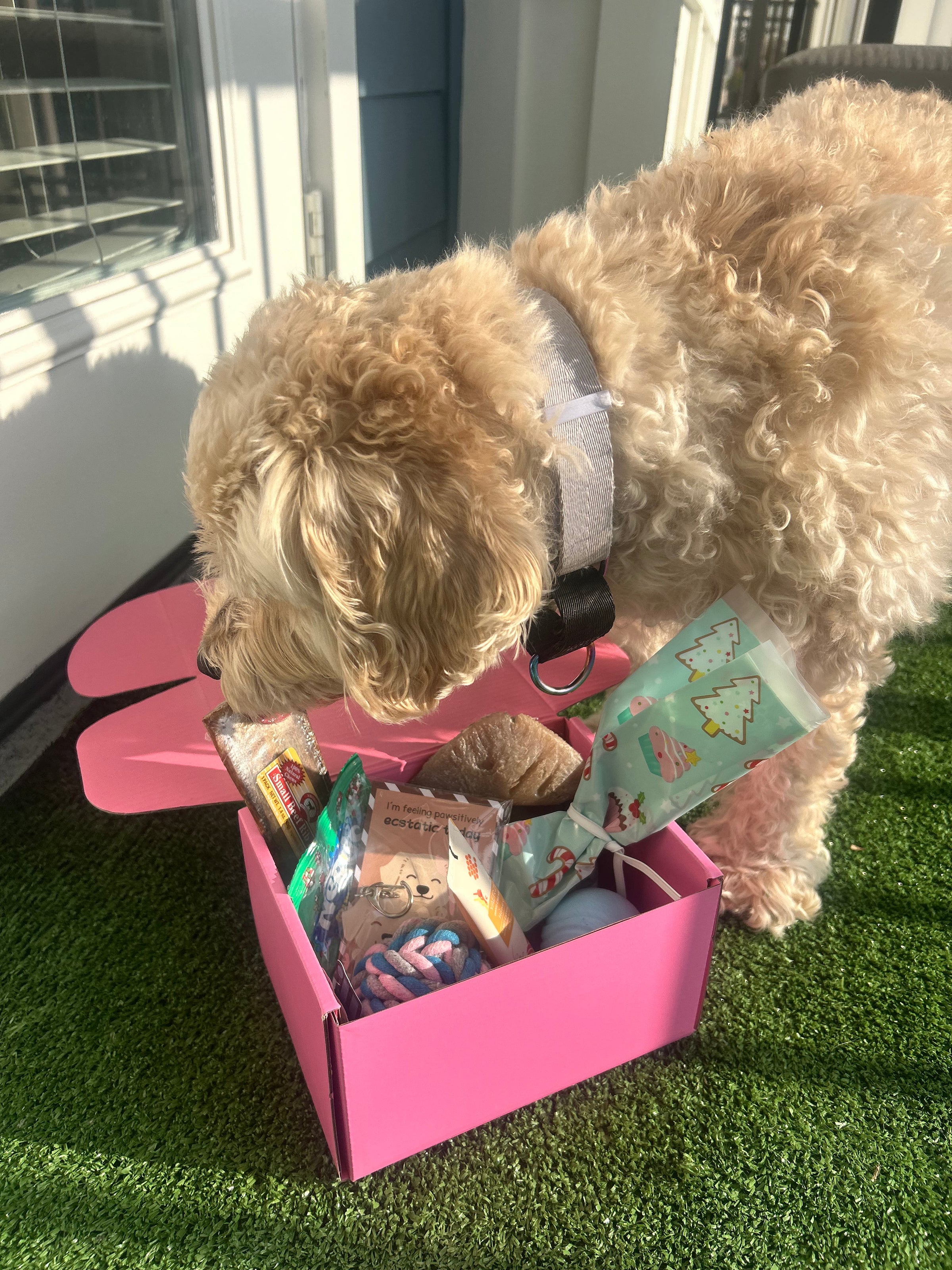 Pawliday Box (SOLD OUT)
