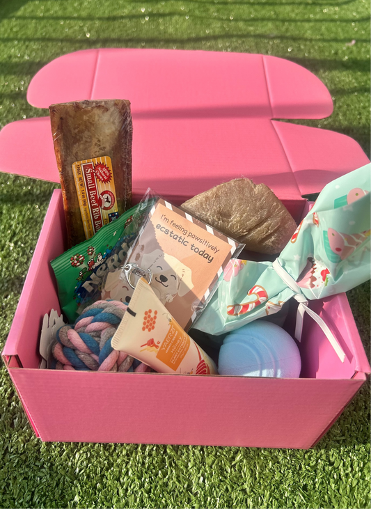 Pawliday Box (SOLD OUT)