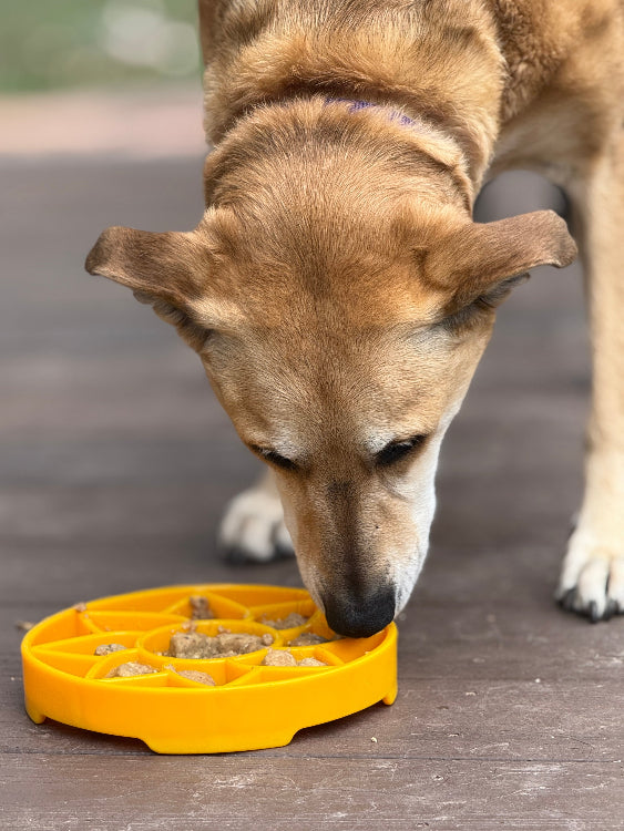 Sunflower eTray Shallow Slow Feeder Dog Bowl for Enrichment | USA Made - BIG FRENCHIES