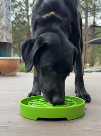 Garden Design eTray - Shallow Slow Feeder Dog Bowl for Enrichment | USA - BIG FRENCHIES