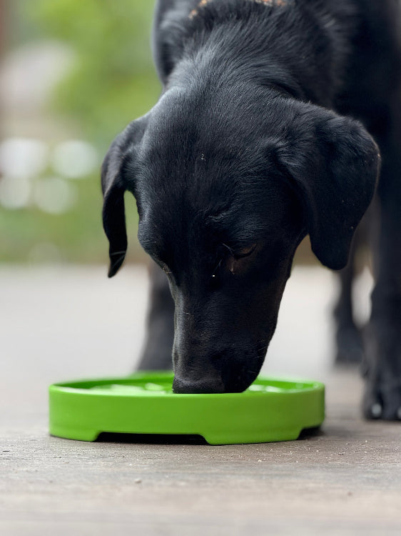 Garden Design eTray - Shallow Slow Feeder Dog Bowl for Enrichment | USA - BIG FRENCHIES