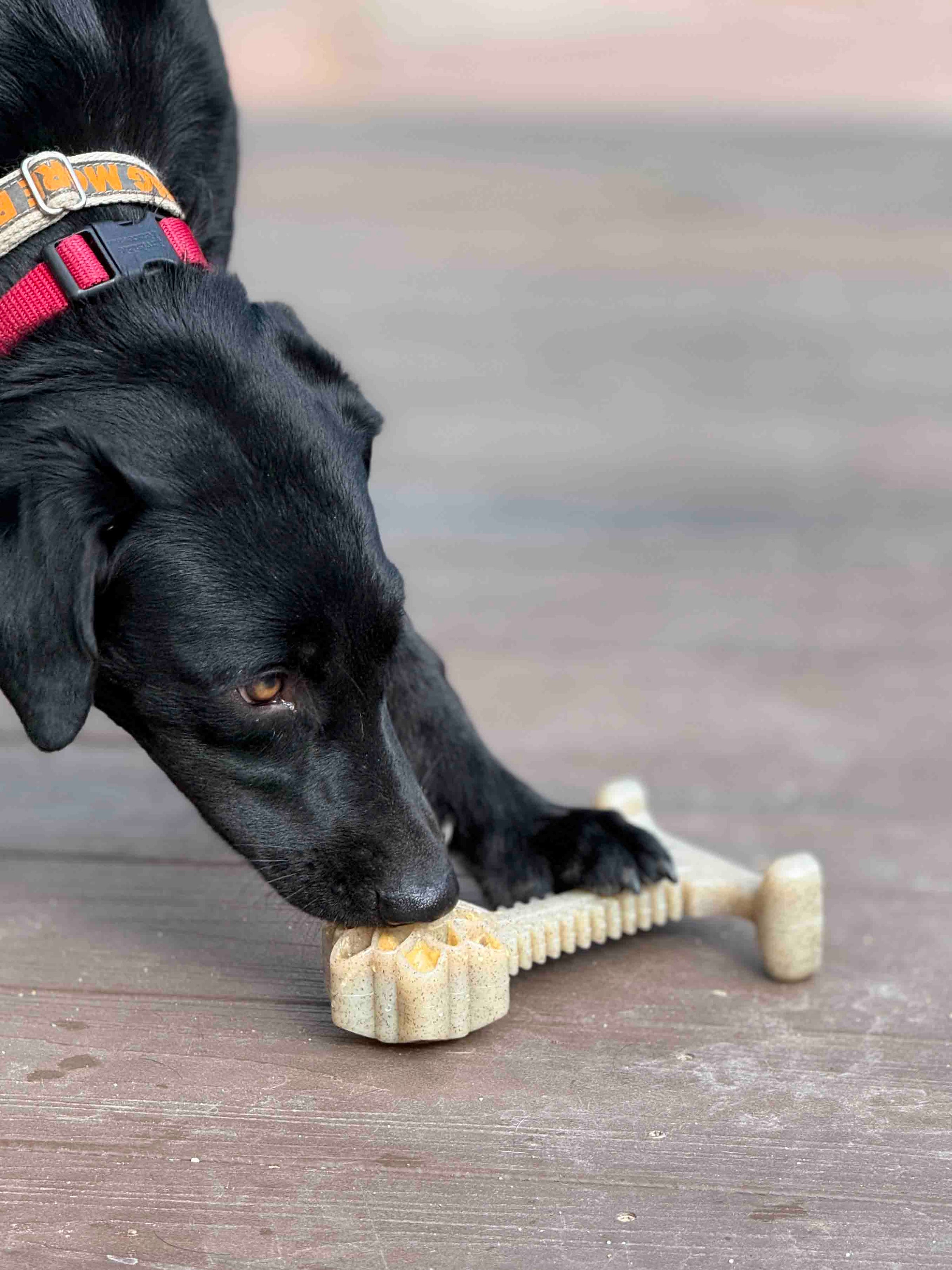 Honey Bone Dental Flower Tower - Indestructible Nylon Dog Chew Toy XL | USA - BIG FRENCHIES