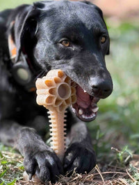 Honey Bone Dental Flower Tower - Indestructible Nylon Dog Chew Toy XL | USA - BIG FRENCHIES
