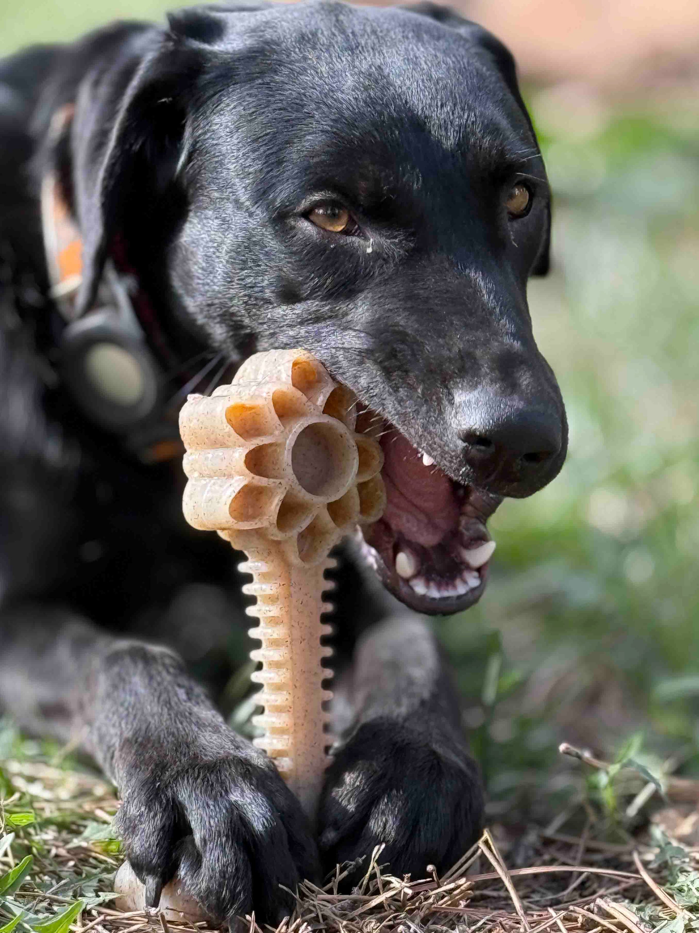 Honey Bone Dental Flower Tower - Indestructible Nylon Dog Chew Toy XL | USA - BIG FRENCHIES