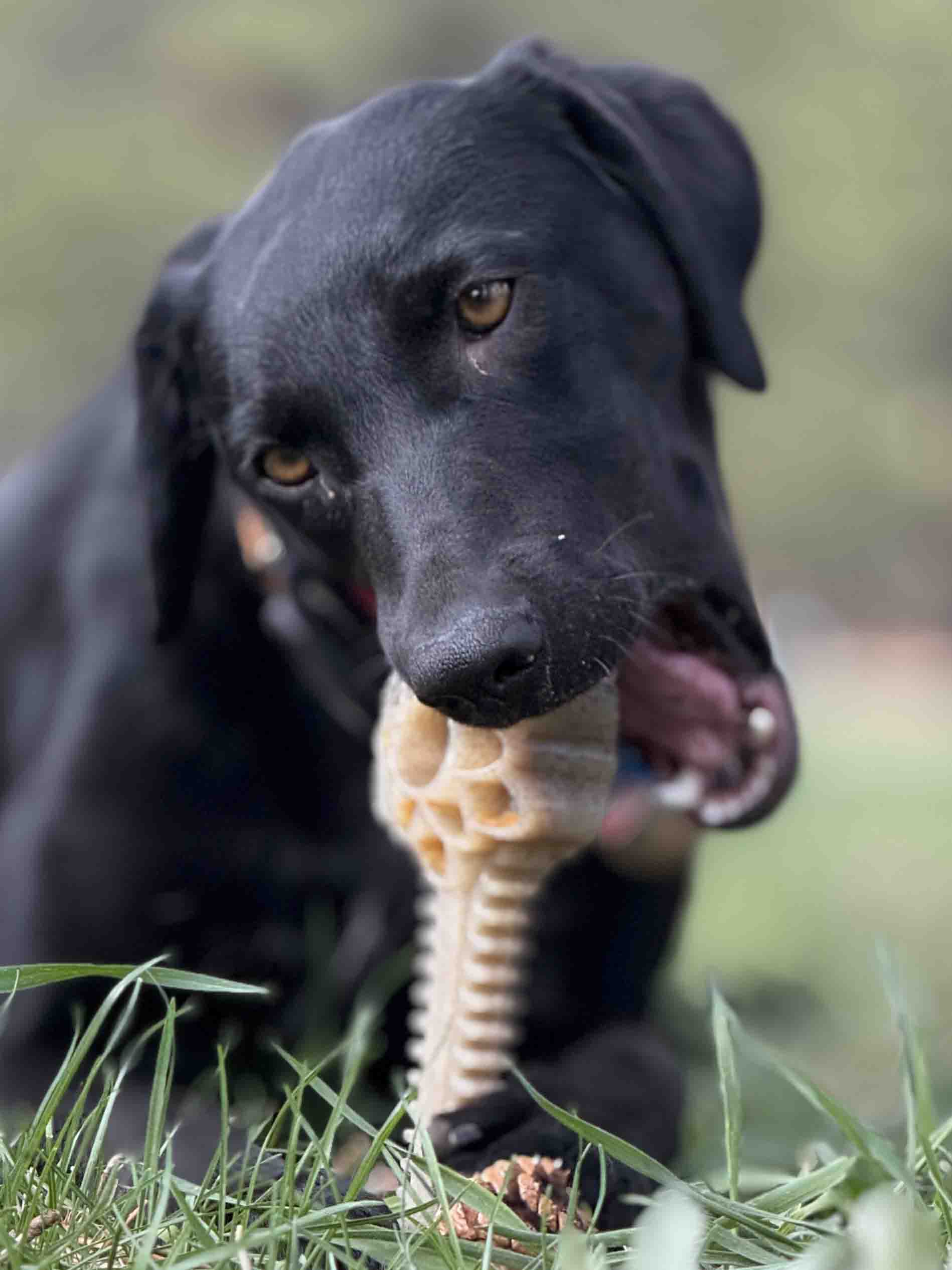 Honey Bone Dental Flower Tower - Indestructible Nylon Dog Chew Toy XL | USA - BIG FRENCHIES
