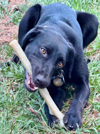 Durable Nylon Chew Stick for Power Chewers | Indestructible Dog Toy USA - BIG FRENCHIES