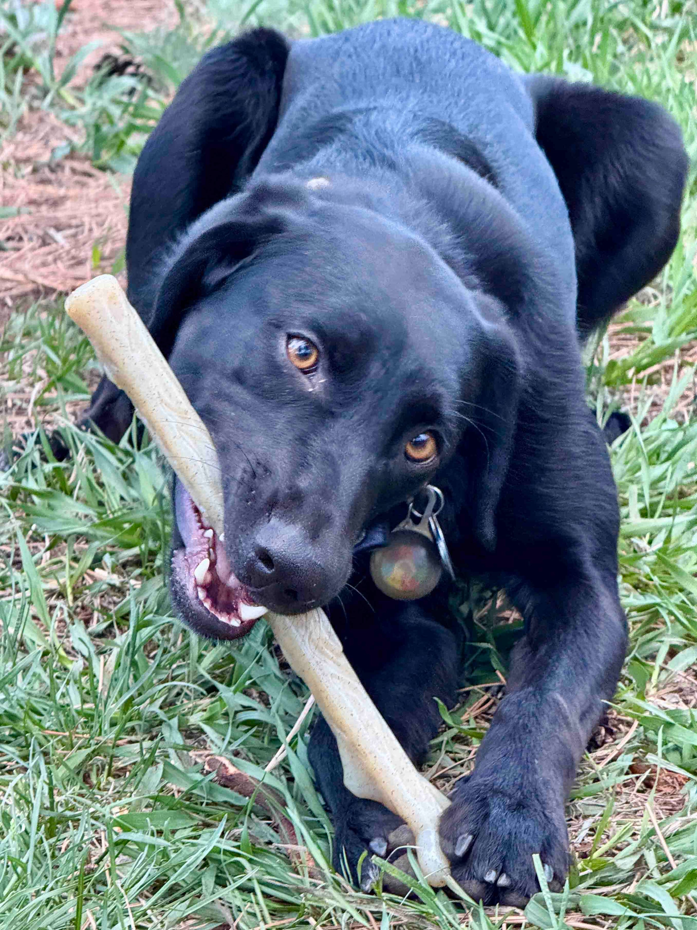 Durable Nylon Chew Stick for Power Chewers | Indestructible Dog Toy USA - BIG FRENCHIES