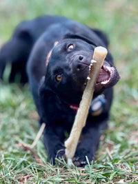 Durable Nylon Chew Stick for Power Chewers | Indestructible Dog Toy USA - BIG FRENCHIES