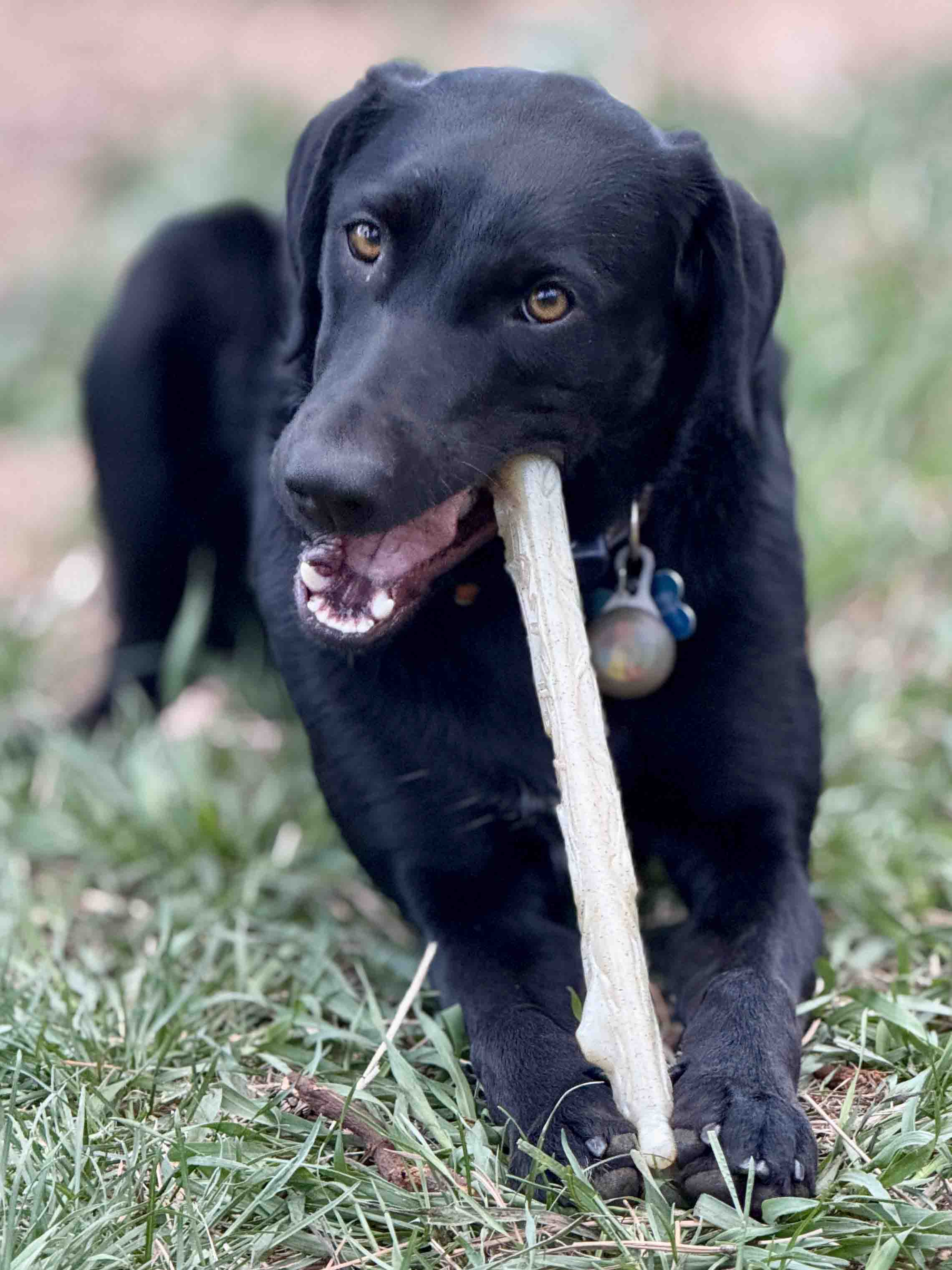 Durable Nylon Chew Stick for Power Chewers | Indestructible Dog Toy USA - BIG FRENCHIES