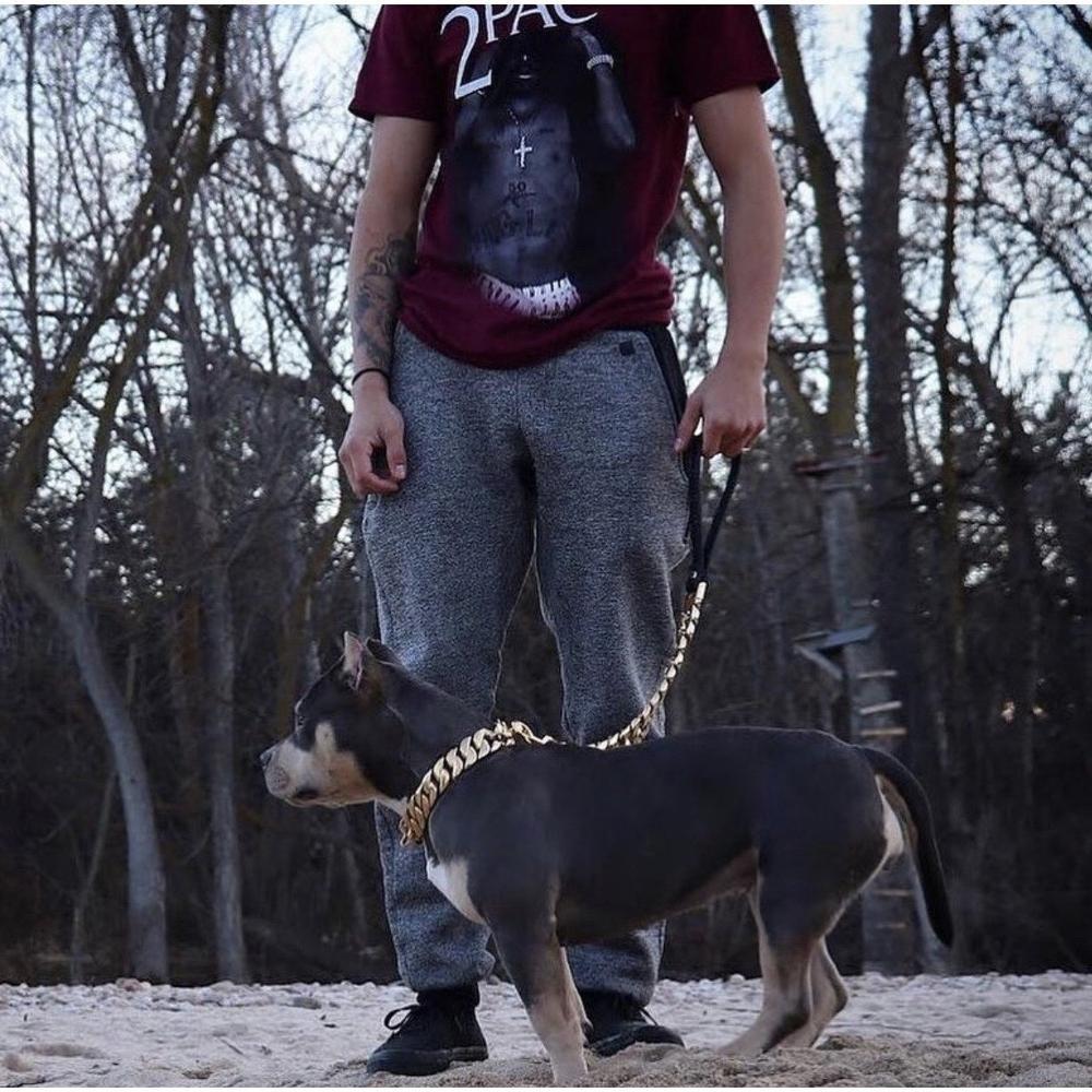 Kilo Cuban Link | Leash - BIG FRENCHIES