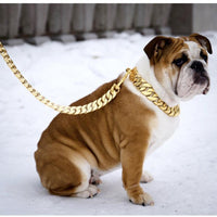Kilo Cuban Link | Leash - BIG FRENCHIES