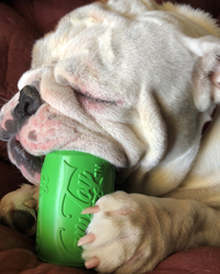 Can Toy Rubber Dog Chew Toy for Average Chewers | Treat Dispenser | USA Made - BIG FRENCHIES