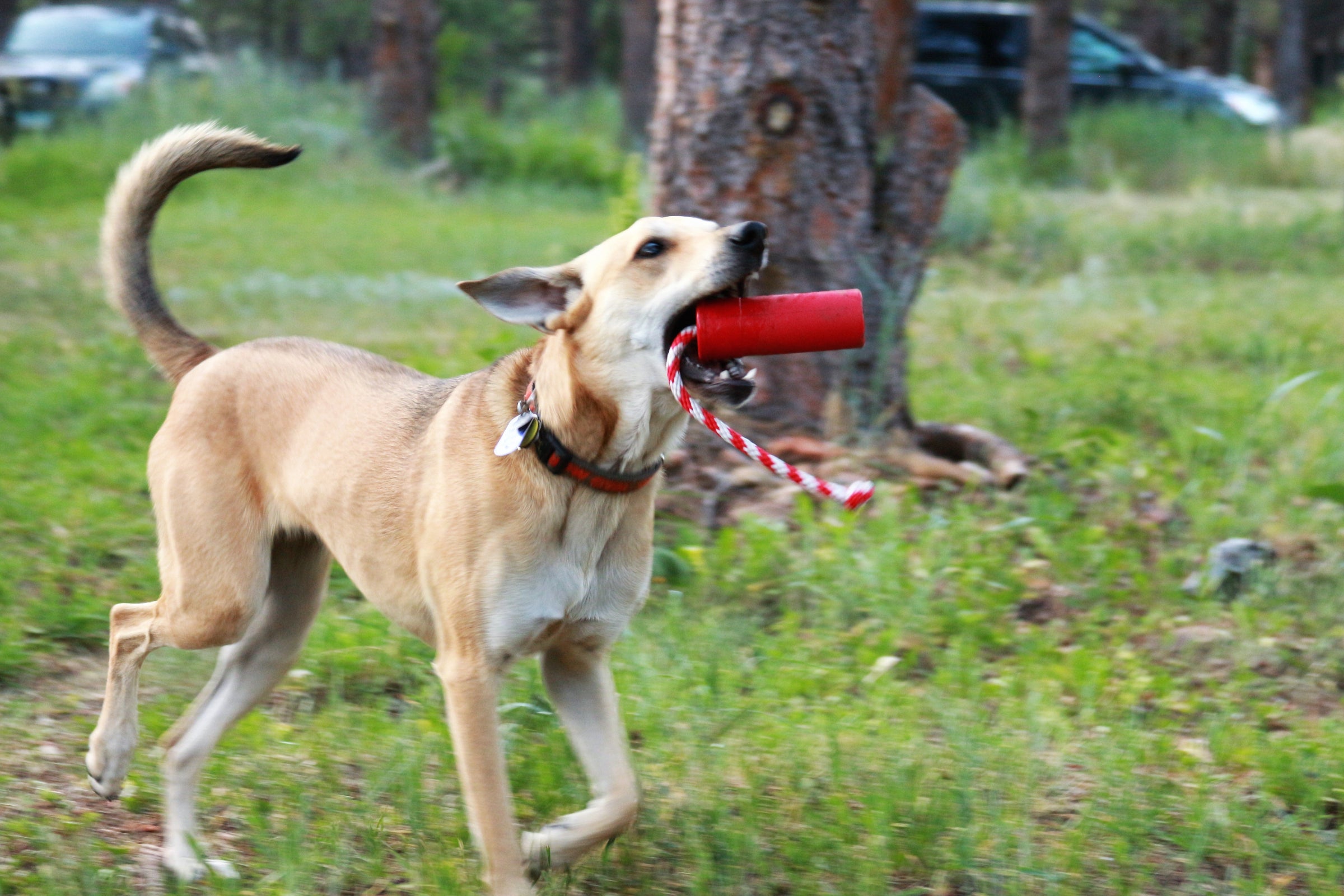 USA-K9 Firecracker Floating Training Dummy | K9 Handler Reward Toy | Red | USA Made - BIG FRENCHIES