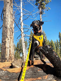EcoBark Yellow Dog Leash- Padded Comfort Grip Padded Leash Dog Pattern - 4ft, 5ft, and 6ft Leash for Small and Medium Dogs - BIG FRENCHIES