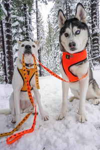 EcoBark Safety Orange Dog Leash- Padded Comfort Grip Leash with Dog Pattern - 4ft, 5ft, and 6ft Leash for Small and Medium Dogs - BIG FRENCHIES