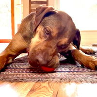 Squeak Ball - Durable Squeaky Dog Toy, Floats, Chew Toy | USA Made - BIG FRENCHIES