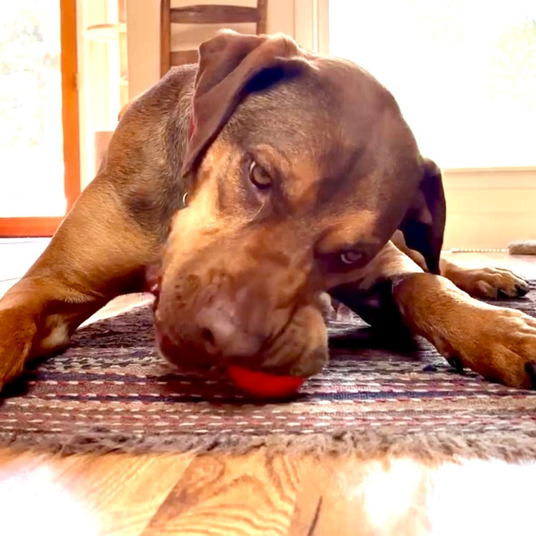 Squeak Ball - Durable Squeaky Dog Toy, Floats, Chew Toy | USA Made - BIG FRENCHIES