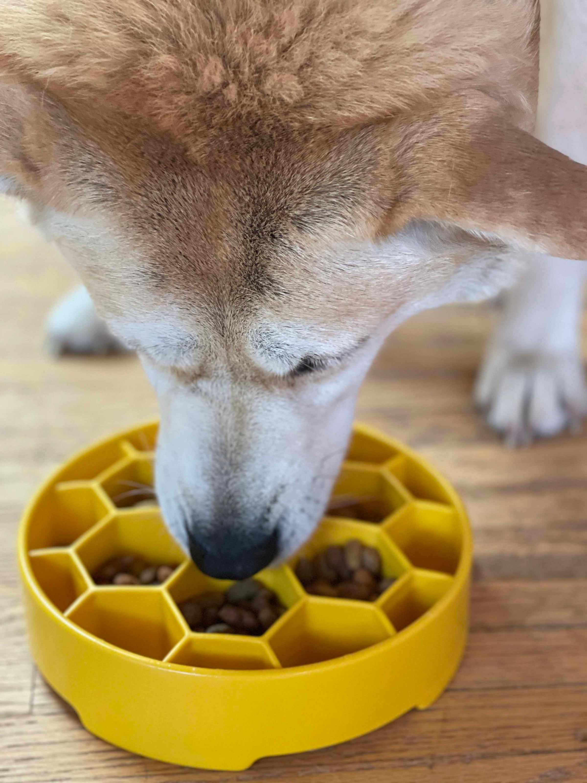 Honeycomb eBowl Deep Slow Feeder Dog Bowl for Enrichment | USA Made - BIG FRENCHIES