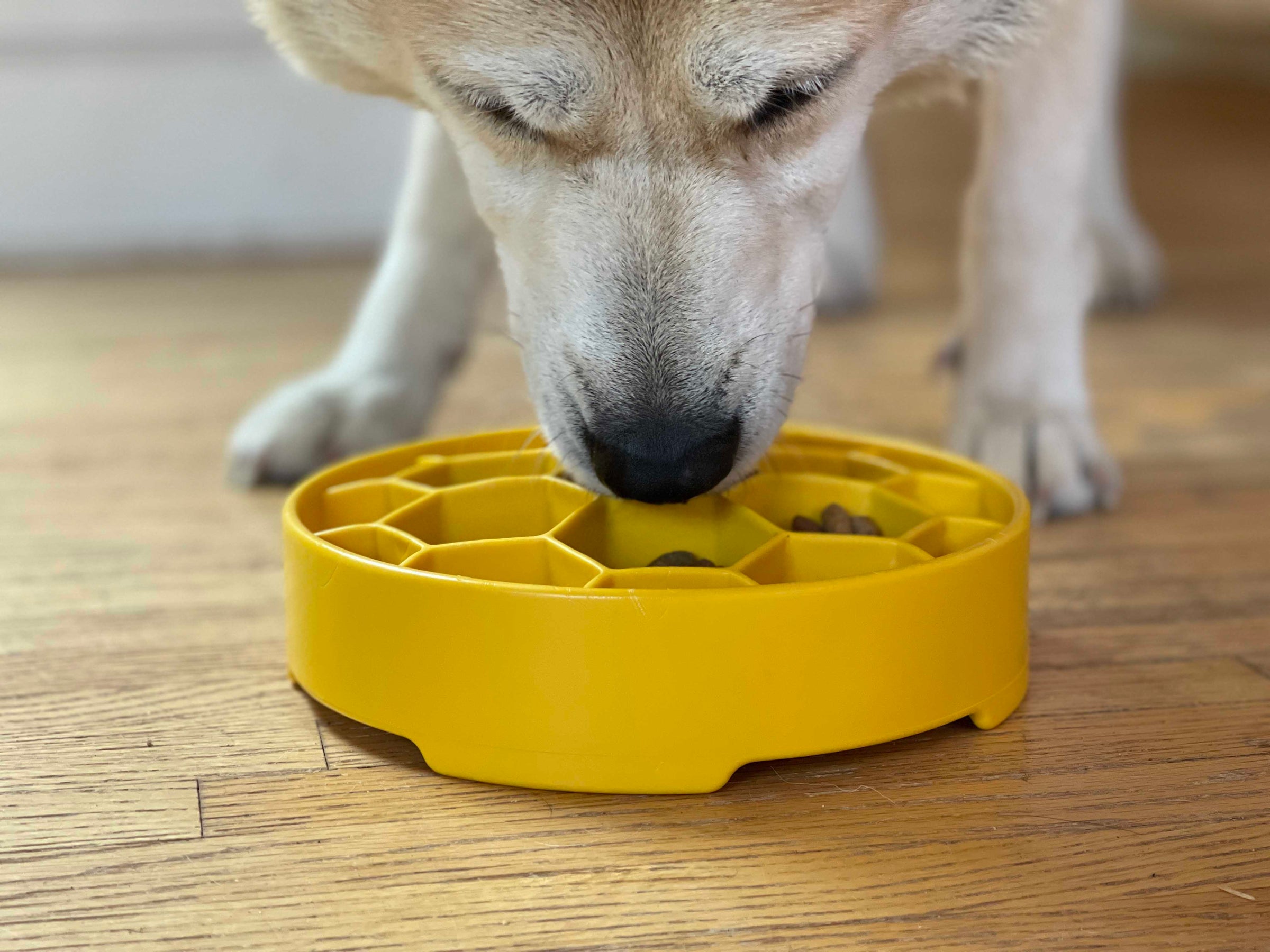 Honeycomb eBowl Deep Slow Feeder Dog Bowl for Enrichment | USA Made - BIG FRENCHIES