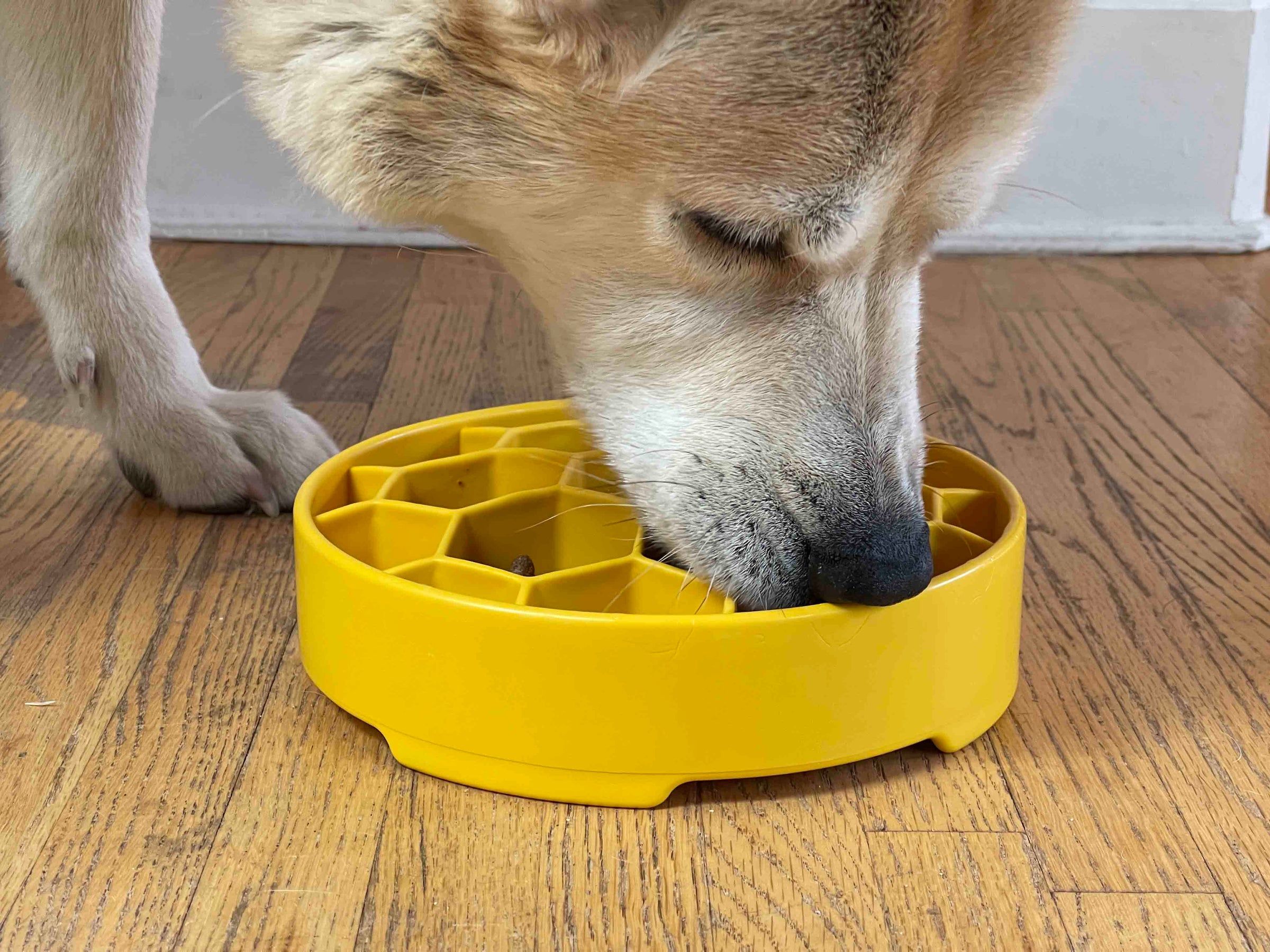 Honeycomb eBowl Deep Slow Feeder Dog Bowl for Enrichment | USA Made - BIG FRENCHIES
