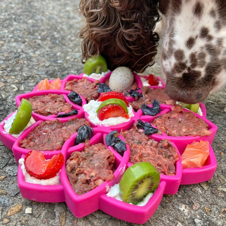 Mandala eTray Shallow Slow Feeder Dog Bowl for Enrichment | USA Made - BIG FRENCHIES