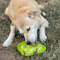 Water Frog eTray - Shallow Slow Feeder Dog Bowl for Enrichment | USA Made - BIG FRENCHIES
