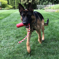 USA-K9 Firecracker Floating Training Dummy | K9 Handler Reward Toy | Red | USA Made - BIG FRENCHIES