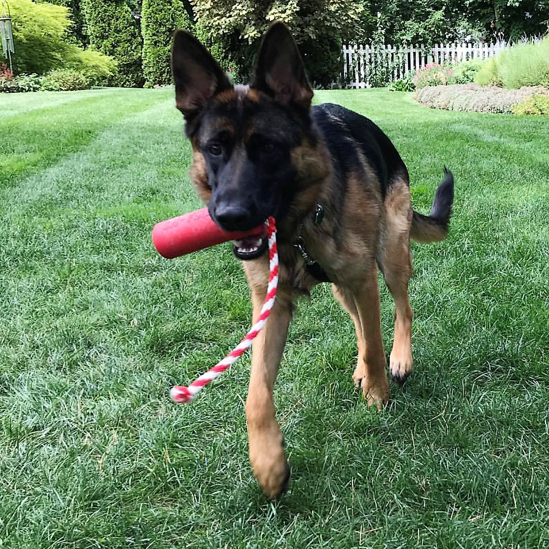 USA-K9 Firecracker Floating Training Dummy | K9 Handler Reward Toy | Red | USA Made - BIG FRENCHIES