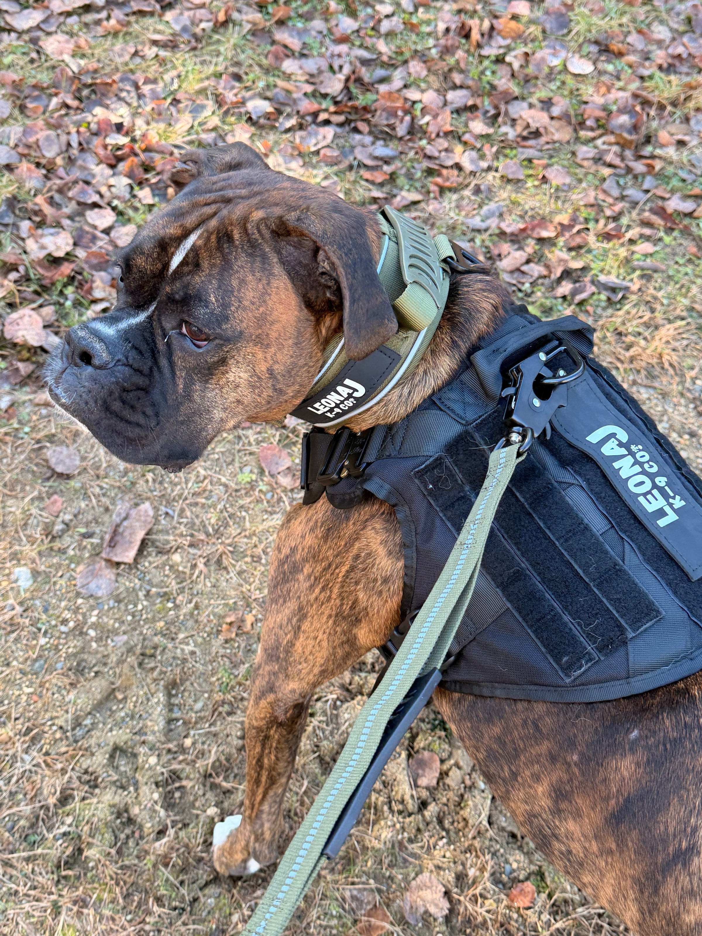 Heavy Duty Tactical 'No-Pull' Bungee Leash