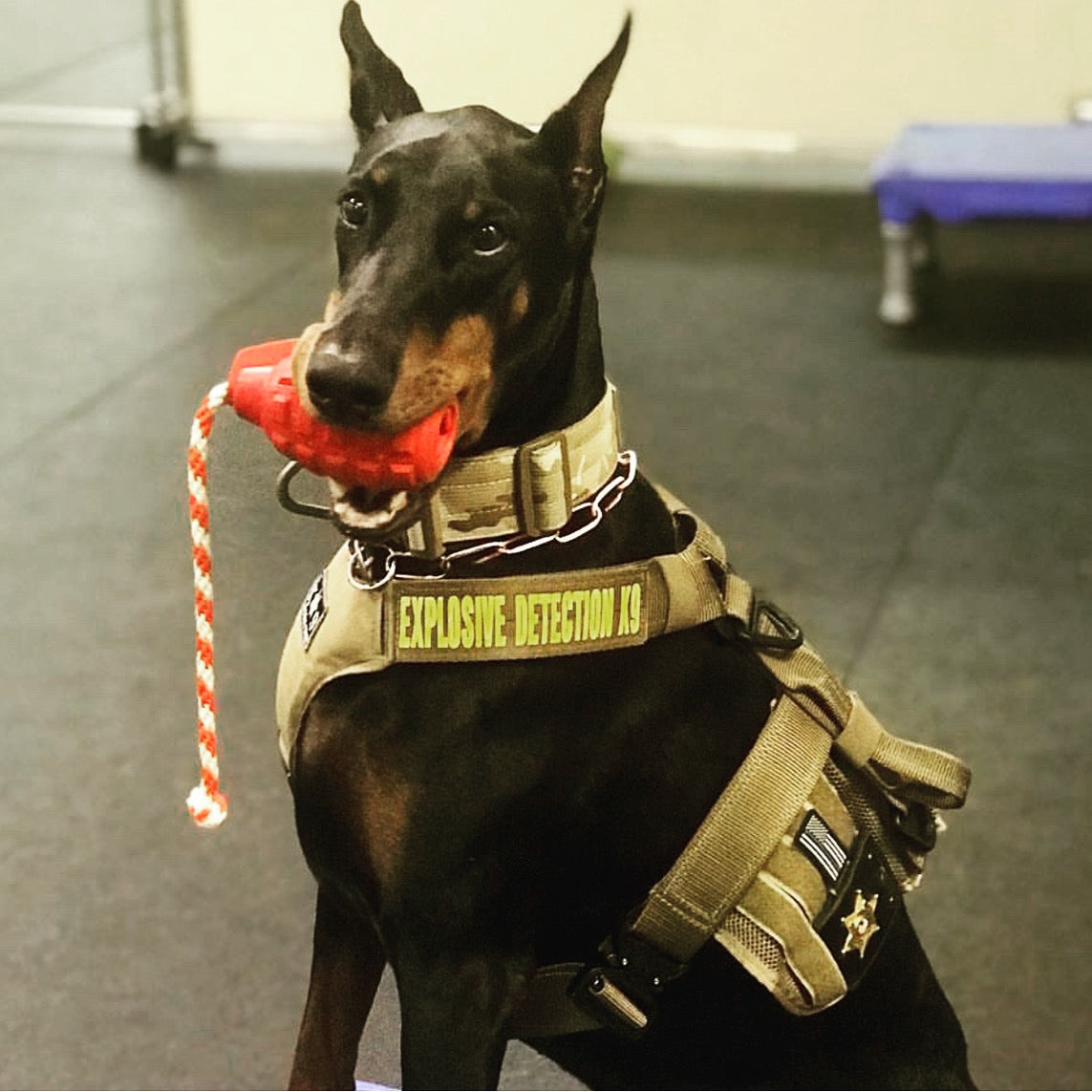 USA-K9 Magnum Grenade - Black Magnum Rubber Chew Toy for Extreme Chewers | USA Made - BIG FRENCHIES
