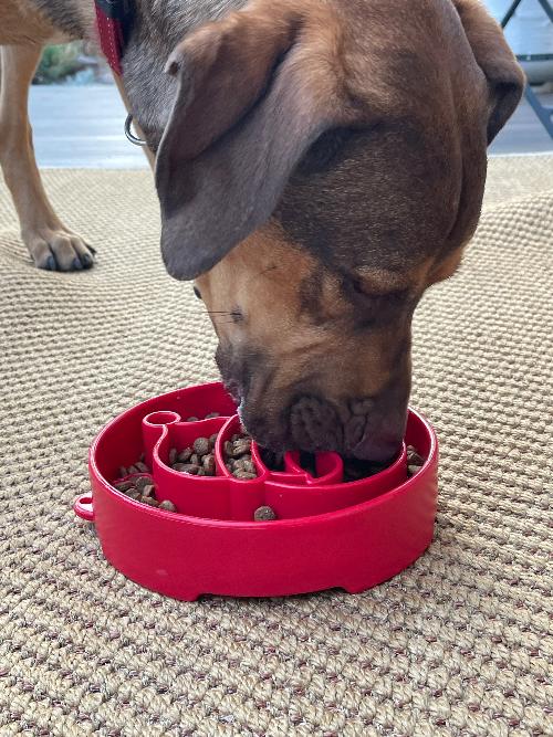 Santa Christmas eBowl Deep Slow Feeder Dog Bowl for Enrichment | USA Made - BIG FRENCHIES