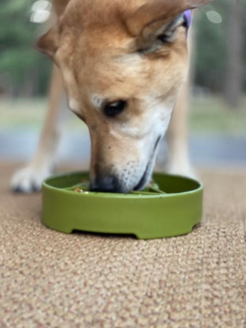Pine Tree Christmas eBowl Deep Slow Feeder Dog Bowl for Enrichment | USA Made - BIG FRENCHIES