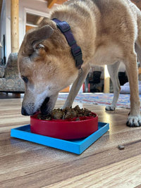 Hold 'em Suction Cup Holder for Dog Bowls & Lick Mats | USA Made - BIG FRENCHIES