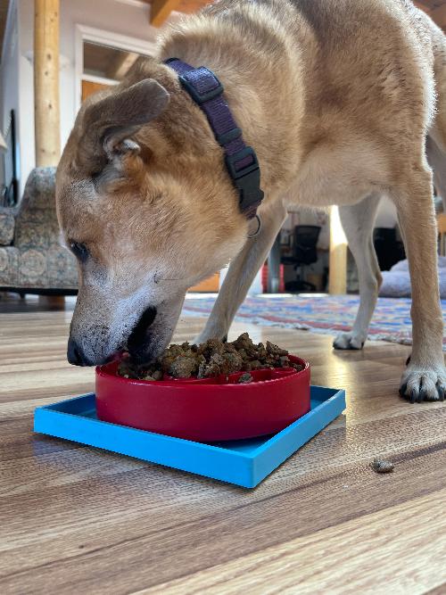 Hold 'em Suction Cup Holder for Dog Bowls & Lick Mats | USA Made - BIG FRENCHIES