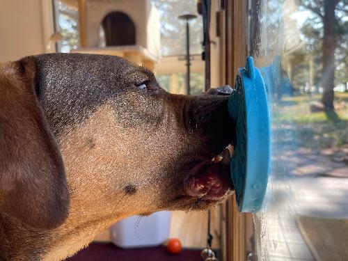 Turtle eMat-Mini Lick Mat with Suction Cups - Small Dogs & Cats | USA - BIG FRENCHIES
