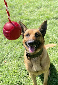 USA-K9 Stars and Stripes Rubber Dog Toy | K9 Handler Reward Toy | Red | USA Made - BIG FRENCHIES