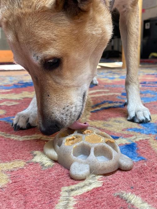 Turtle Nylon Chew Toy - Ultra-Durable Enrichment Toy for Power Chewers USA - BIG FRENCHIES