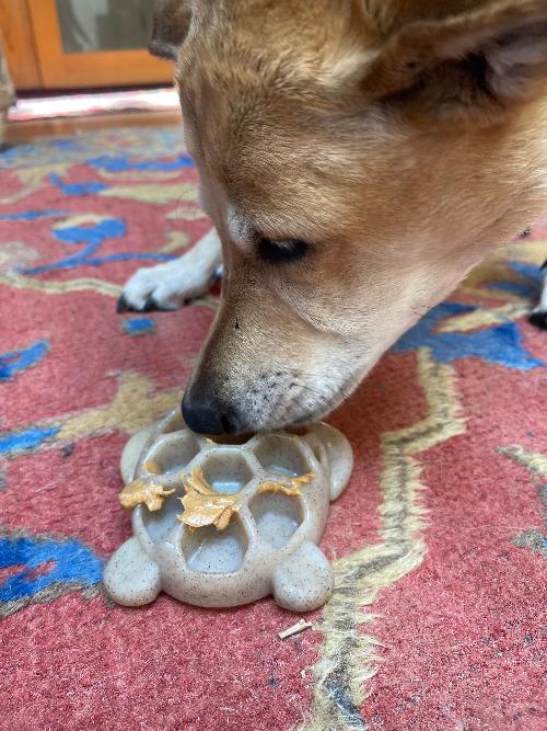 Turtle Nylon Chew Toy - Ultra-Durable Enrichment Toy for Power Chewers USA - BIG FRENCHIES