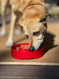 Santa Christmas eBowl Deep Slow Feeder Dog Bowl for Enrichment | USA Made - BIG FRENCHIES