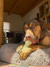 PUP-X Rubber Bone Dog Toy - Durable, Floats, Chew Toy for Large Dogs | USA - BIG FRENCHIES