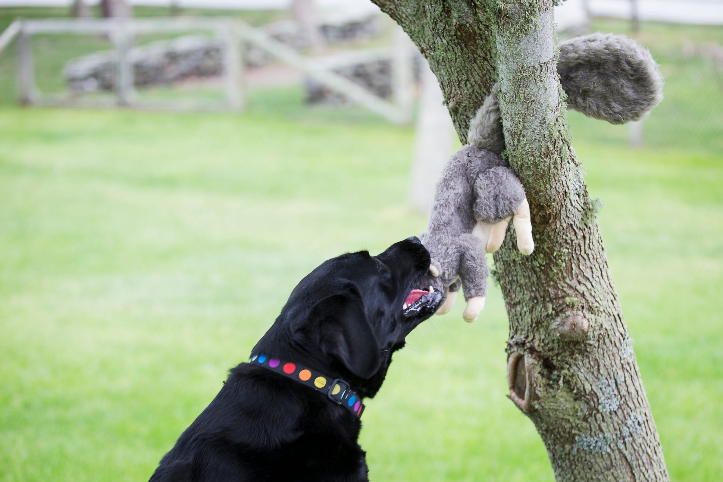 Feller Squirrel Plush Dog Toy - BIG FRENCHIES