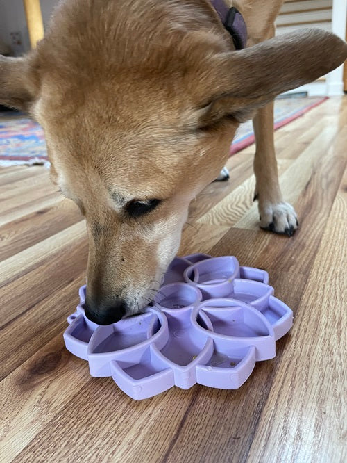 Mandala Softie eTray Shallow Slow Feeder Dog Bowl with Suction Cups | USA Made - BIG FRENCHIES