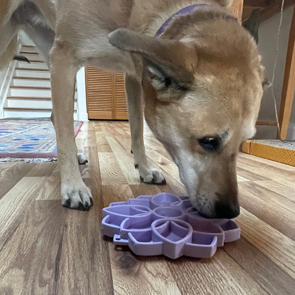 Mandala Softie eTray Shallow Slow Feeder Dog Bowl with Suction Cups | USA Made - BIG FRENCHIES