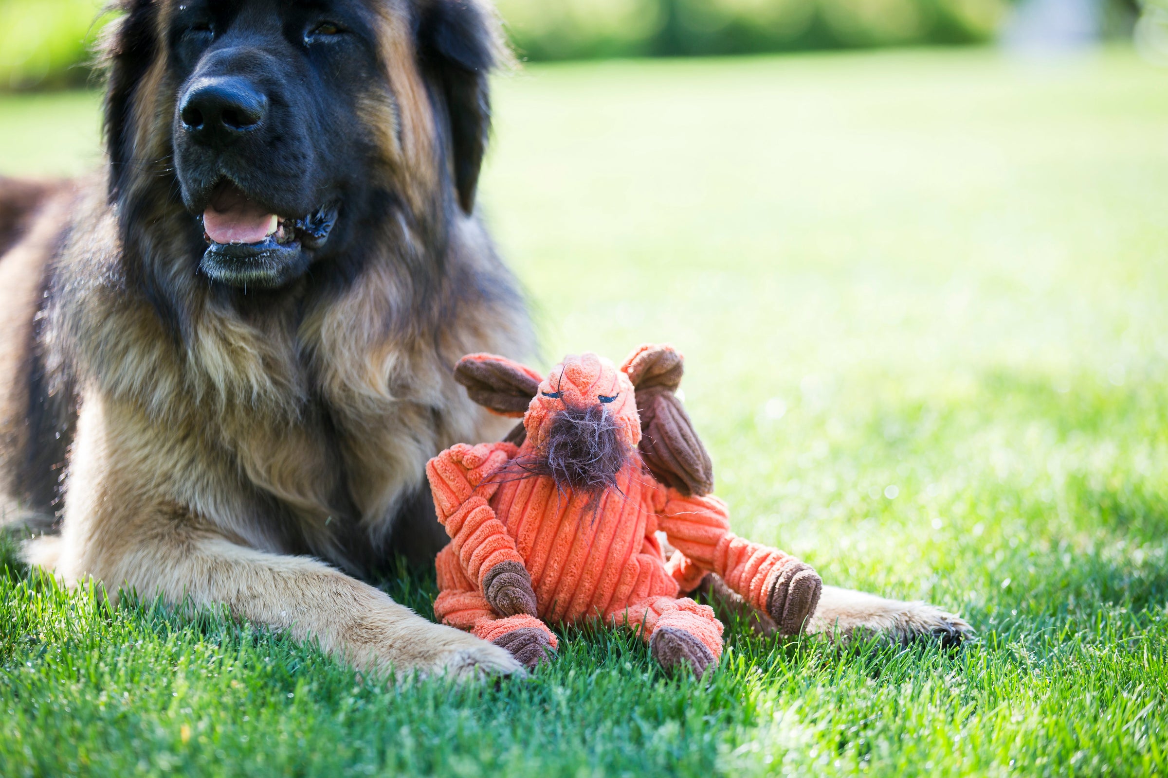 Morris Moose Knottie® Plush Dog Toy - BIG FRENCHIES