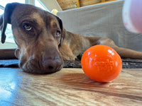 Squeak Ball - Durable Squeaky Dog Toy, Floats, Chew Toy | USA Made - BIG FRENCHIES