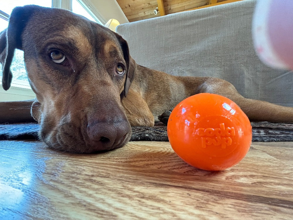 Squeak Ball - Durable Squeaky Dog Toy, Floats, Chew Toy | USA Made - BIG FRENCHIES